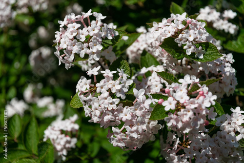 Flowering spring bush kolquitsia photo