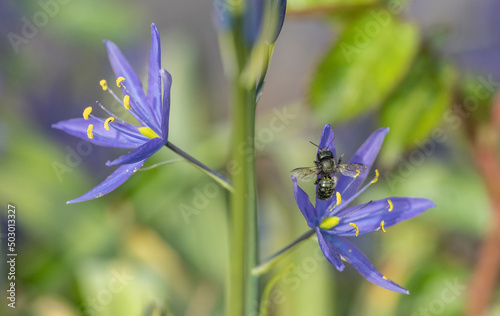 Blue Mason Bee, in flight, pollinating native Camas wildflowers (Osmia lignaria, Camassia leichtlinii)
