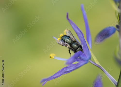 Close-up of a Mason Bee pollinating native Camas wildflowers (Osmia lignaria, Camassia leichtlinii)