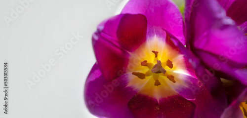 Fototapeta Naklejka Na Ścianę i Meble -  beautiful tulips close up background