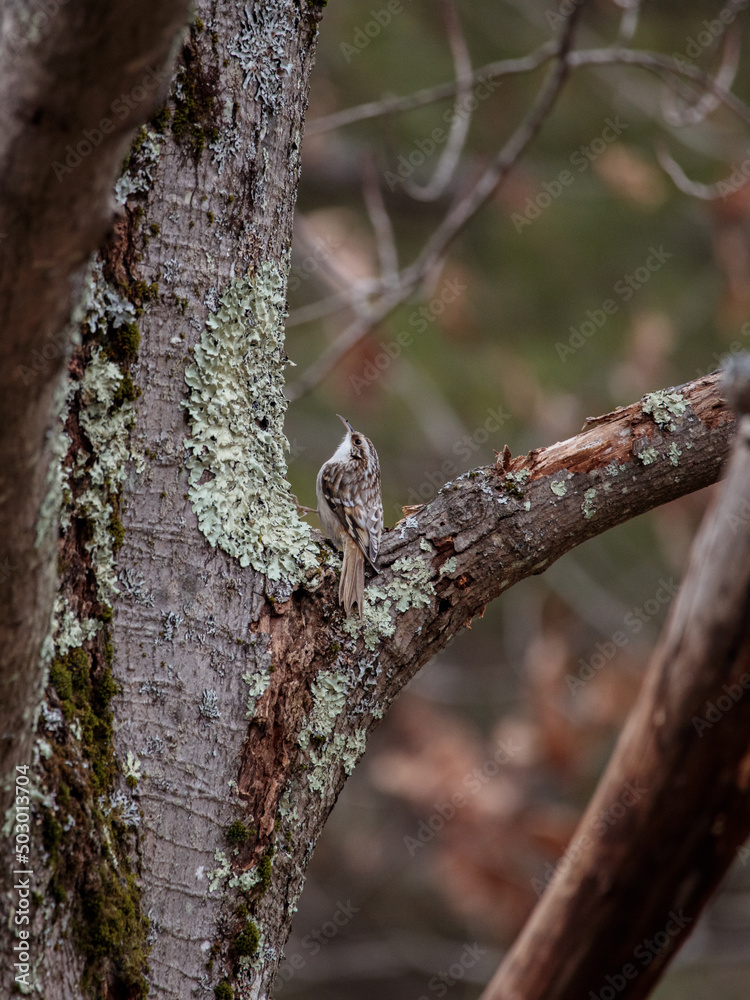 a brown creeper (certhia americana) creeping up a tree in a forest a brown creeper (certhia americana) creeping up a tree in a forest