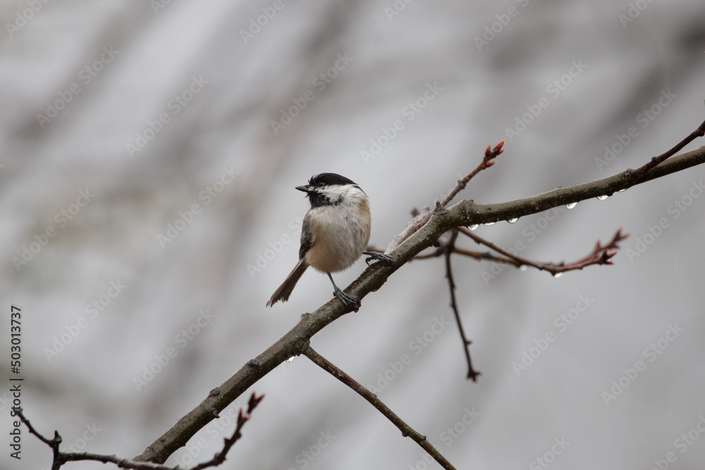 a wet black capped chickadee (poecile atricapillus) perched on a branch in the rain