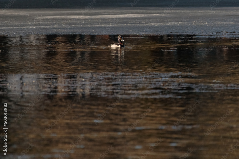 a ring necked duck (aythya collaris) swimming in a pond