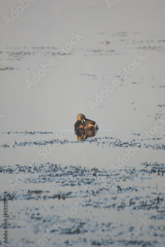 a pied billed grebe (podilymbus podiceps) swimming in a pond photo