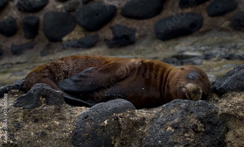 island sea lion Galápagos