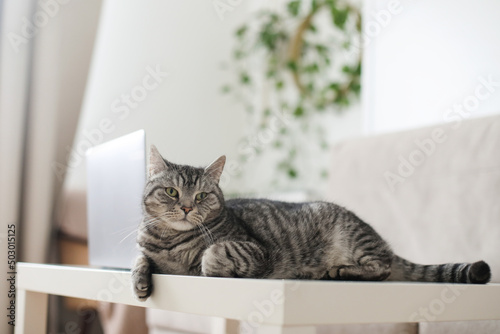  Adorable silver tabby shorthair cat lying, relaxing and sleeping in living room at home