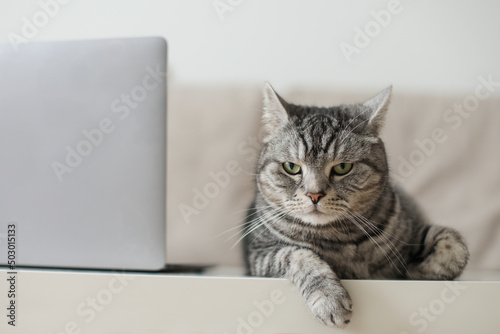 Fototapeta Naklejka Na Ścianę i Meble -   Adorable silver tabby shorthair cat lying, relaxing and sleeping in living room at home
