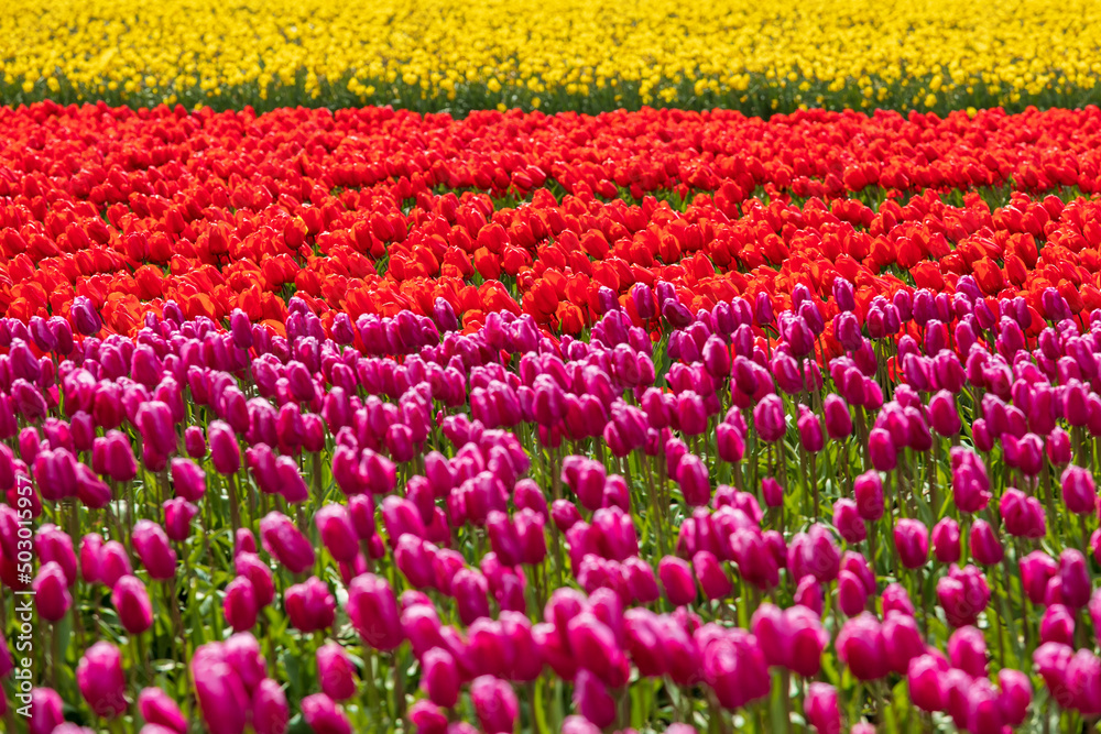 vibrant tulips in variety of colors in Skagit Valley in Washington State during the spring season