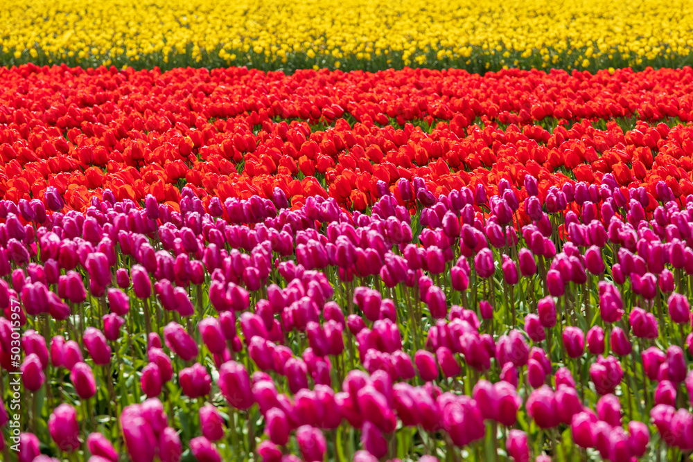 vibrant tulips in variety of colors in Skagit Valley in Washington State during the spring season vibrant tulips in variety of colors in Skagit Valley in Washington State during the spring season