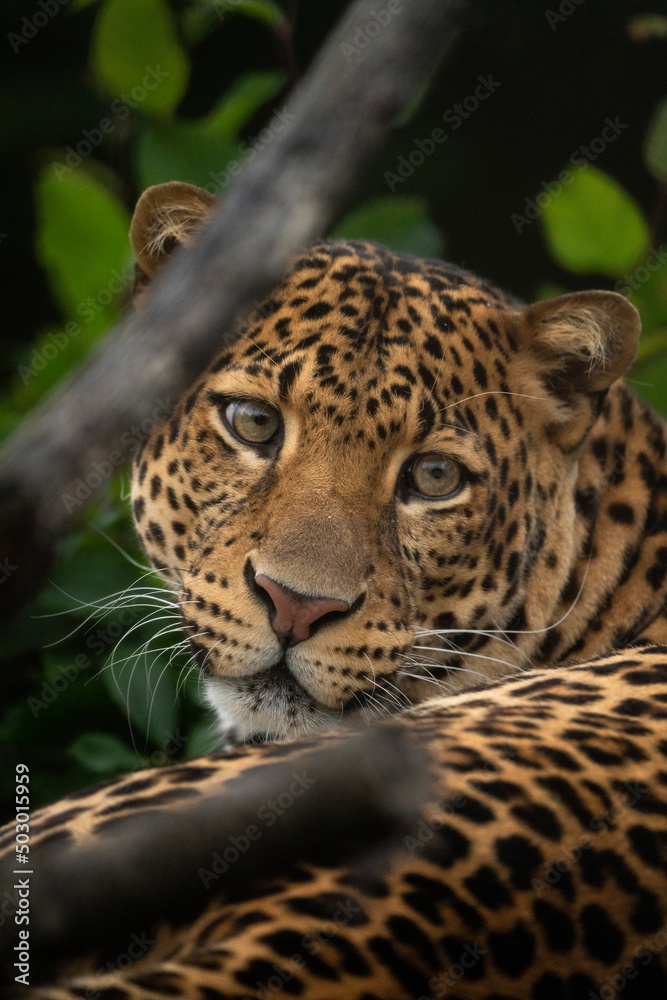 Javan leopard laying in the jungle, grass, trees and waiting for spoil. Portrait of a rare Asian leopard. Panthera pardus melas. Morning sun, green background. The dangerous javan predator. Javan leopard laying in the jungle, grass, trees and waiting for spoil. Portrait of a rare Asian leopard. Panthera pardus melas. Morning sun, green background. The dangerous javan predator.