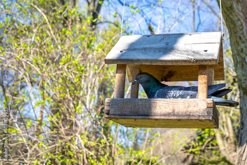 Bird feeder in the form of a house hanging on a tree. Park sunny summer day. Close-up of a small wooden birdhouse.