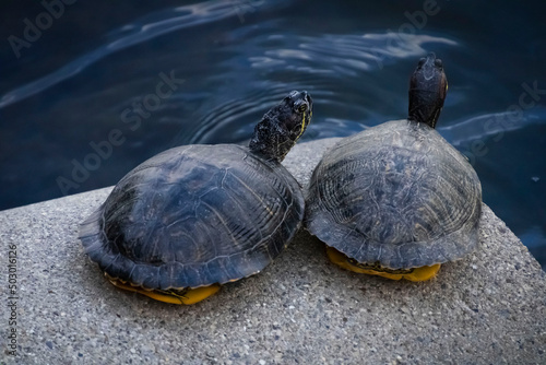 Western Painted Turtles on a Rock Near the Water photo