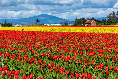 vibrant tulips in variety of colors in Skagit Valley in Washington State during the spring season photo