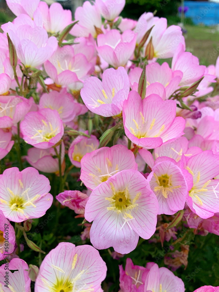 Gardening pink flowers evening primrose Gardening pink flowers evening primrose