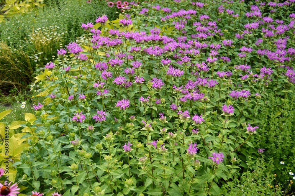 Mound of pink purple bee balm in flower in a summer garden