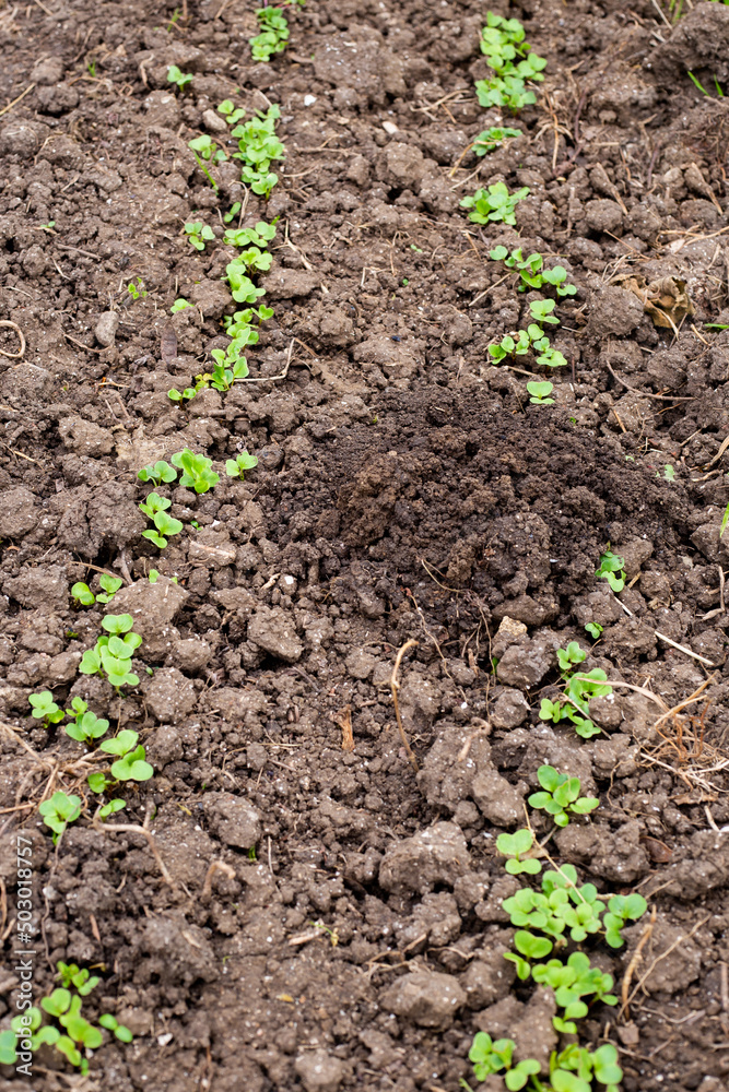 The mole dug a hole in the bed with seedlings of a young radish. Rodent control in the garden The mole dug a hole in the bed with seedlings of a young radish. Rodent control in the garden