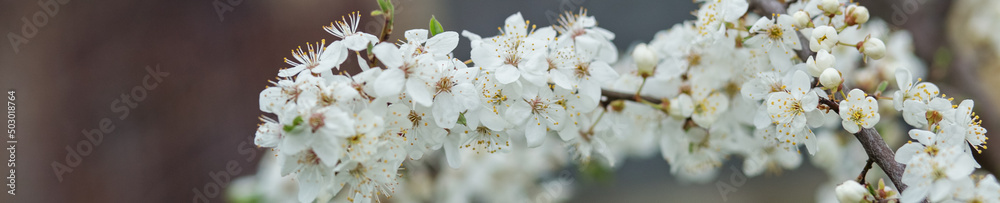 Cherry blossoms in full bloom. Beautiful background. Copy space. Shallow depth of field. Cherry blossoms in full bloom. Beautiful background. Copy space. Shallow depth of field.