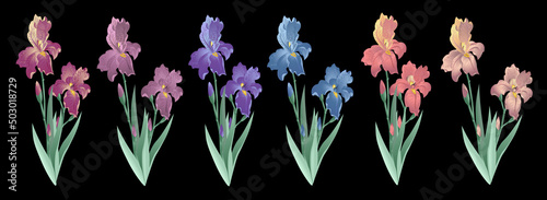Colorful iris flowers bouquet set, vector illustration.