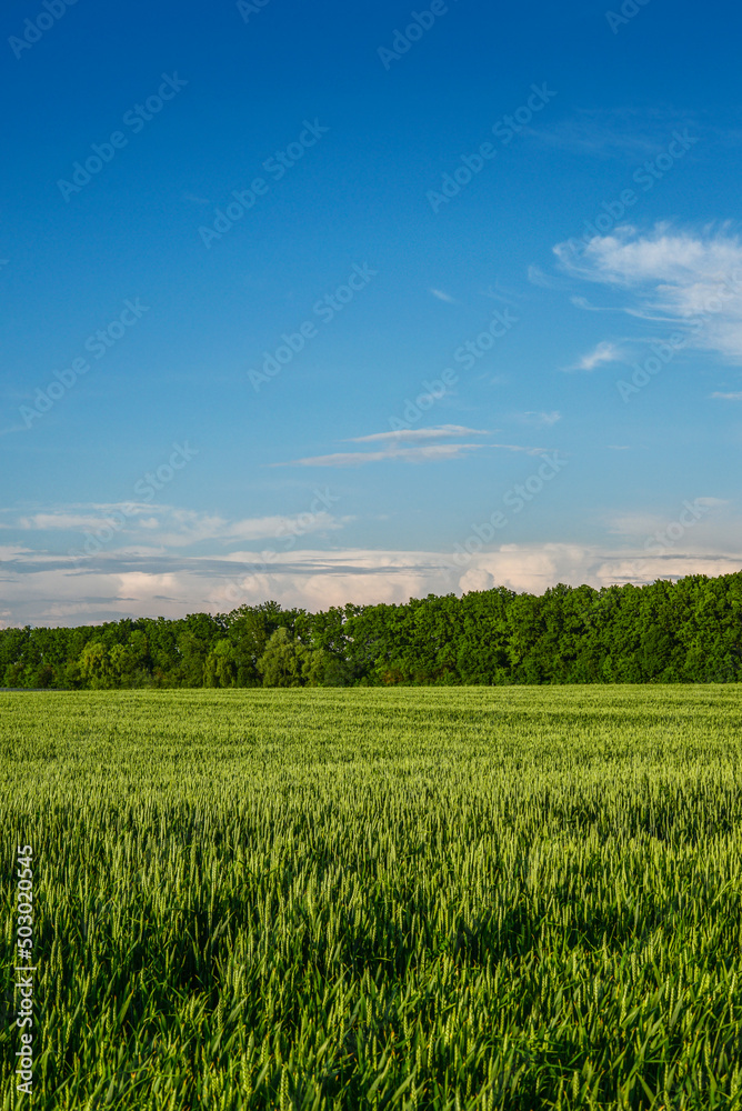 Fototapeta premium Green wheat field