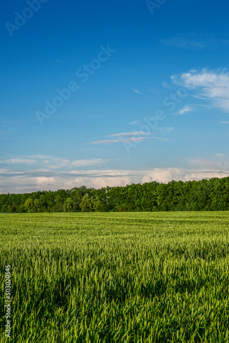 Green wheat field