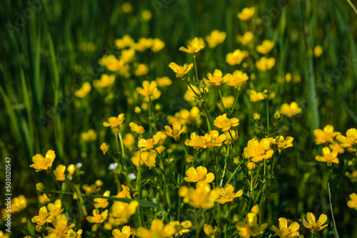 Yellow wildlife flowers