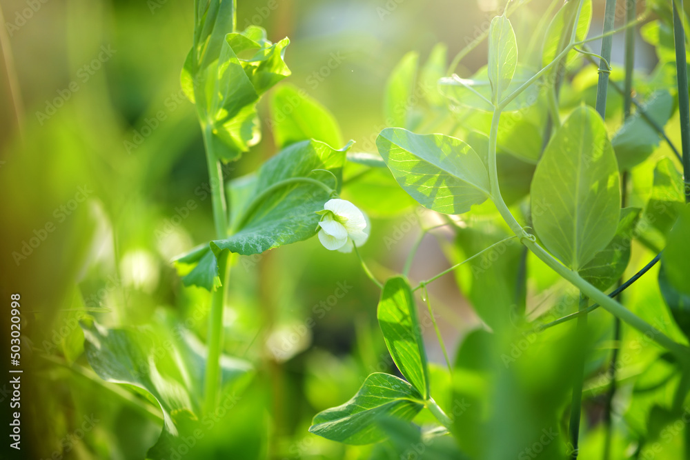 White flowers of green pea plant. Pea plant blossoming in the garden on sunny summer day.
