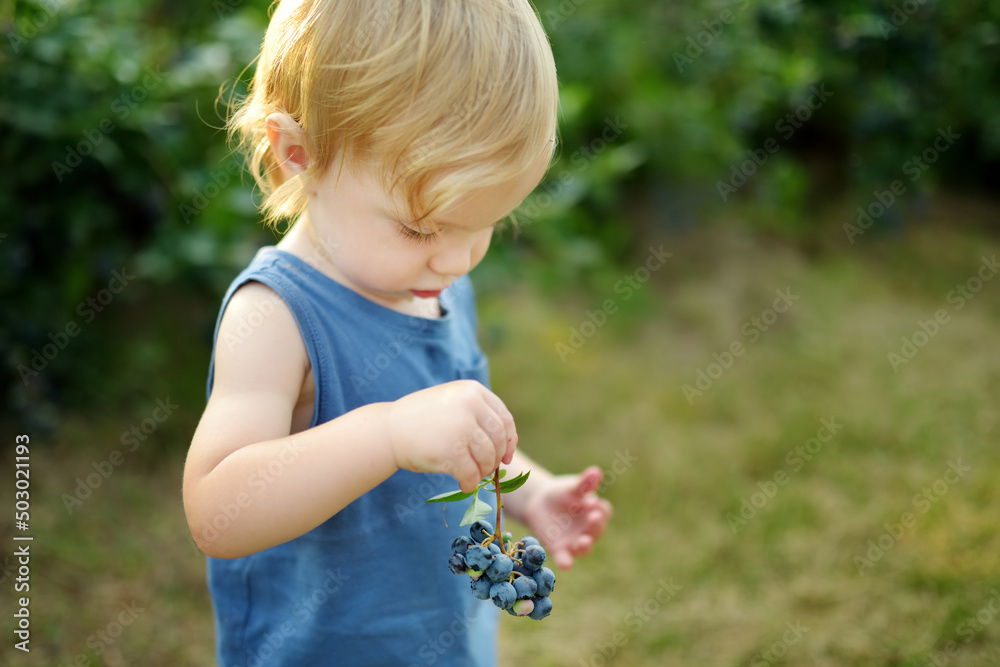 Cute little boy picking fresh berries on organic blueberry farm on warm and sunny summer day. Fresh healthy organic food for small kids. Cute little boy picking fresh berries on organic blueberry farm on warm and sunny summer day. Fresh healthy organic food for small kids.
