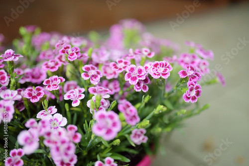 Pink and white carnation flowers on a blurred background. Summer season.