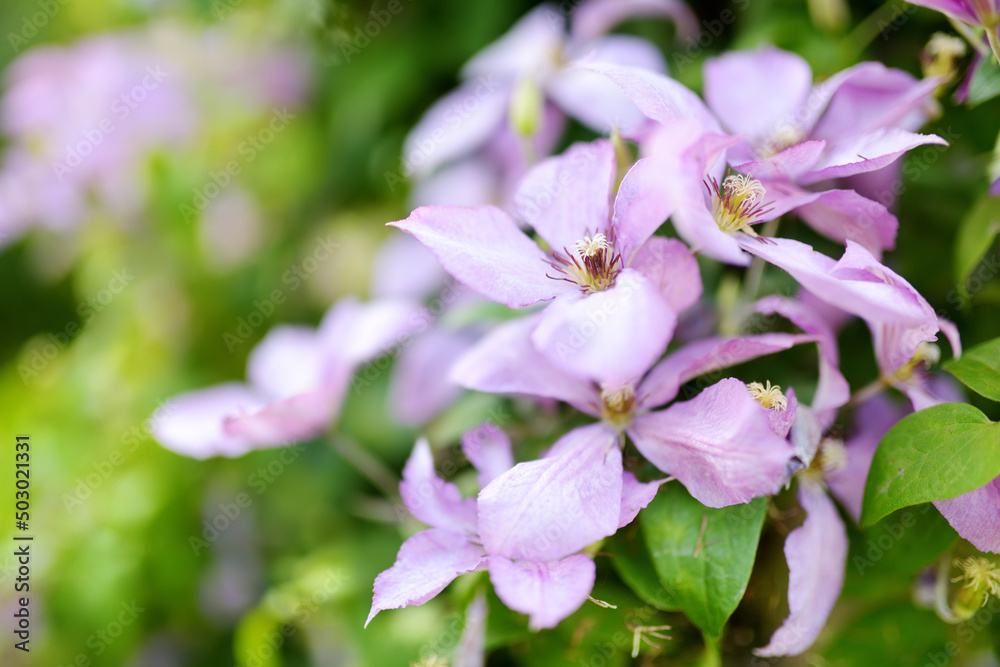Flowering pink clematis in the garden. Flowers blossoming in summer. Flowering pink clematis in the garden. Flowers blossoming in summer.
