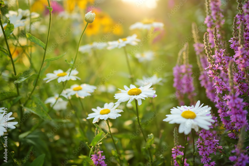 Beautiful chamomile flowers blossoming on sunny summer day. Nature scene with blooming white and yellow daisies. Beautiful chamomile flowers blossoming on sunny summer day. Nature scene with blooming white and yellow daisies.