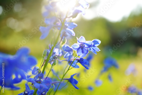 Blue delphinium flowers blossoming on flower bed on sunny summer day. © MNStudio