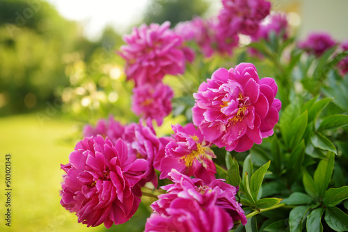 Fototapeta Naklejka Na Ścianę i Meble -  Beautiful pink peonies blossoming in the garden on summer evening.