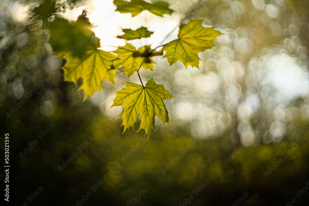 Obraz premium Green maple leaf in the sunlight, vintage lens bokeh
