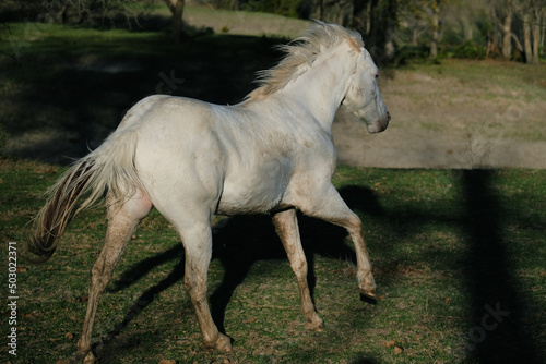 Young white horse gallop through ranch field, running for exercise on farm.
