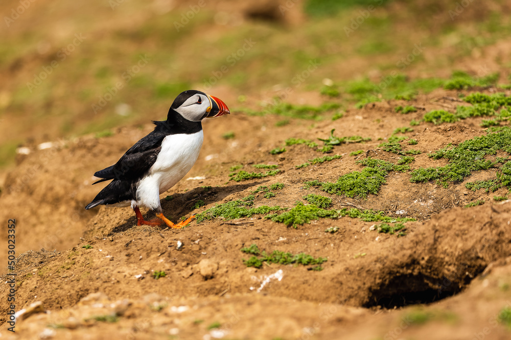 Fototapeta premium Cute, colorful Puffin (Fratercula arctica) standing next to its burrow during the breeding season
