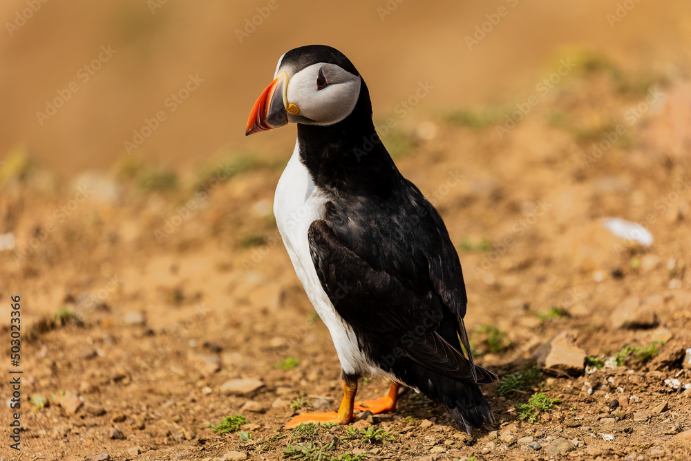 Obraz premium Curious Atlantic Puffin (Fratercula arctica) standing near its cliff-top burrow on Skomer