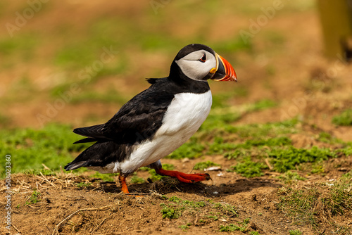 Cute, colorful Puffin (Fratercula arctica) walking across the clifftop nesting area towards its burrow © whitcomberd