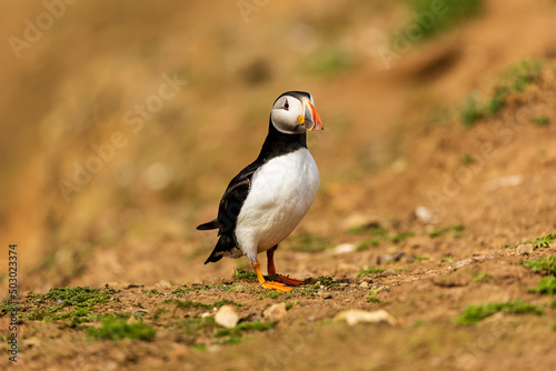 Colorful Atlantic Puffin on the ground near its burrow on a dusty clifftop © whitcomberd