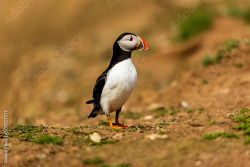 Cute, colorful Puffin (Fratercula arctica) walking across the clifftop nesting area towards its burrow © whitcomberd