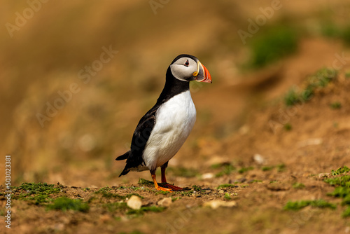 Curious Atlantic Puffin (Fratercula arctica) standing near its cliff-top burrow on Skomer © whitcomberd