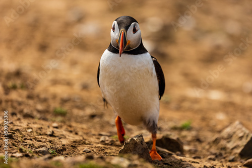 Cute, colorful Puffin (Fratercula arctica) walking across the clifftop nesting area towards its burrow