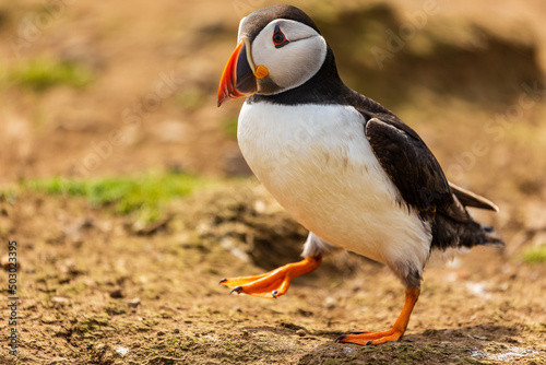 Colorful common Puffin (Fratercula arctica) standing near its burrow in late spring (Wales, UK)