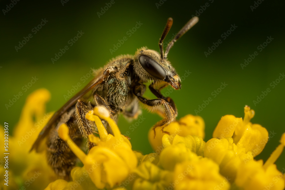 Bee on Golden Alexander Bee on Golden Alexander