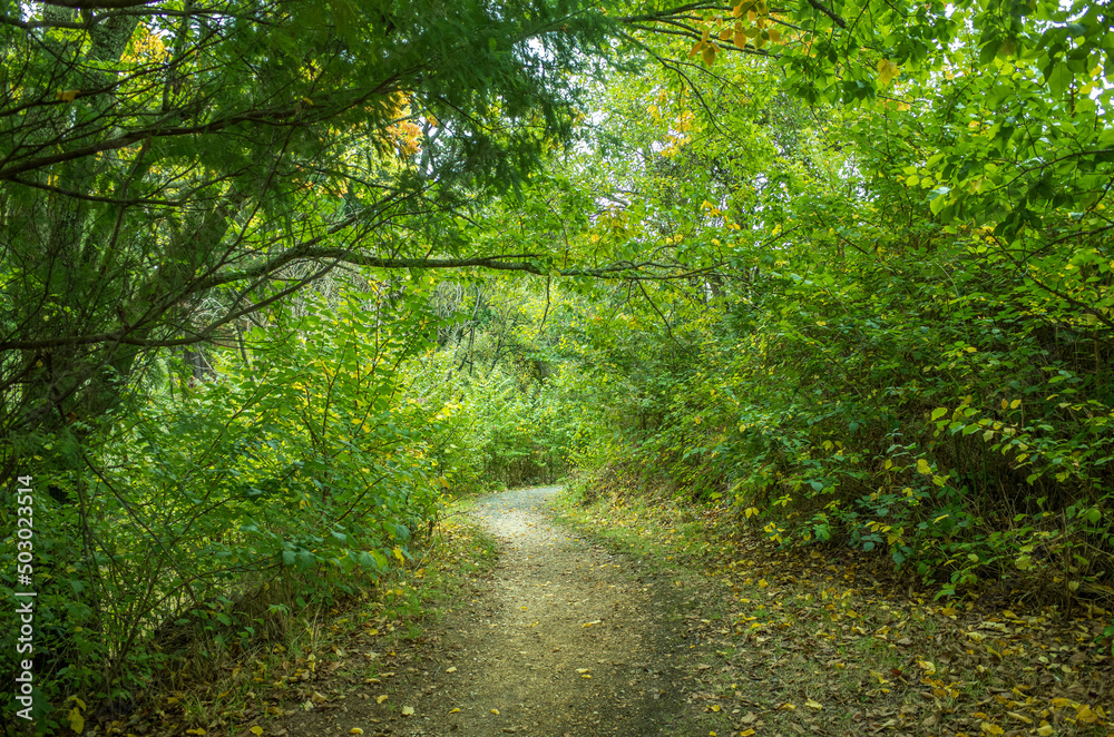 Obraz premium A dirt footpath leads to the woods. Concept of mysterious environment, haunting nature, and tranquil walking trail. Malmsbury Botanical Gardens, Macedon ranges, Australia.