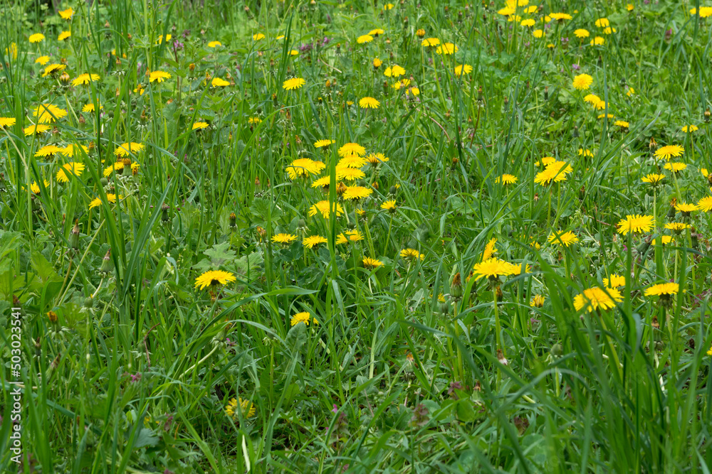 A meadow is full of yellow dandelion flowers on a sunny spring day. Natural background concept