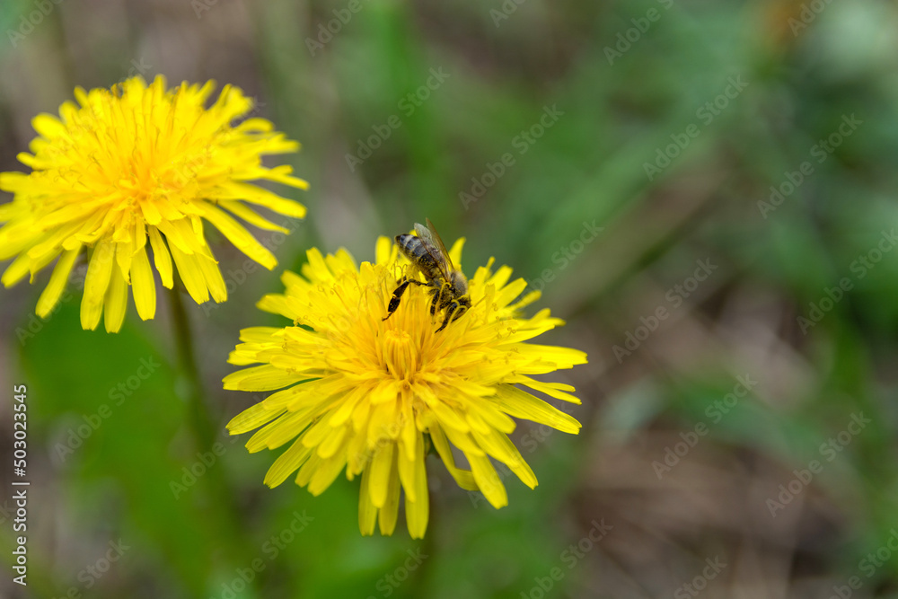 Honey bee collecting pollen on a yellow dandelion flower on a sunny spring day in the meadow. Close up, selective focus and copy space Honey bee collecting pollen on a yellow dandelion flower on a sunny spring day in the meadow. Close up, selective focus and copy space