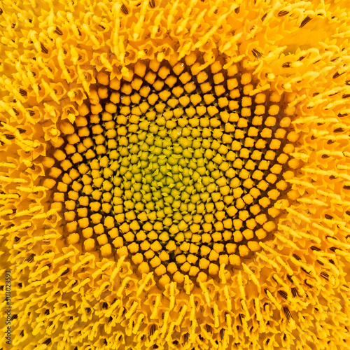 Close-up of the blooming sunflower on a sunny day