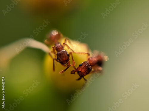 Ants © Ramiz Uddin Hasan