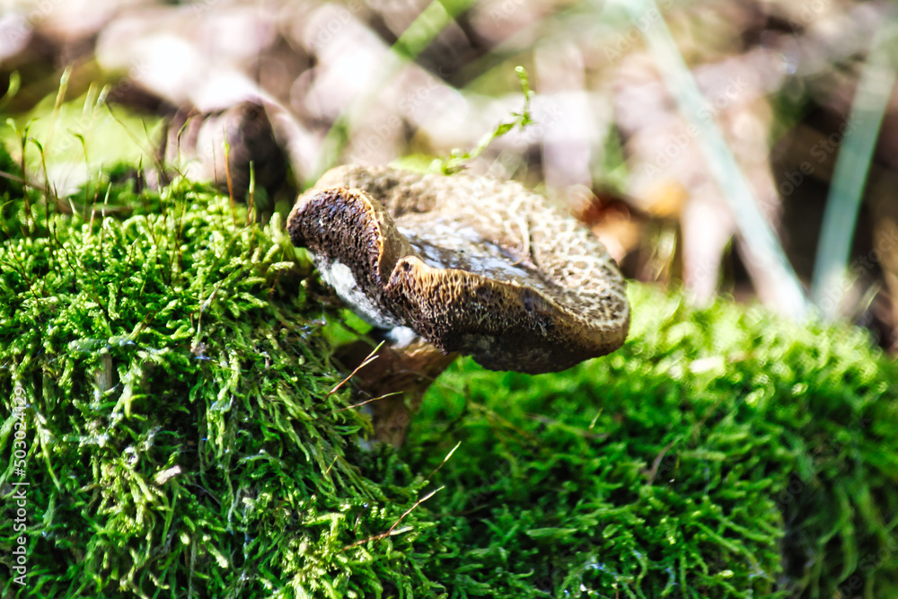 Obraz premium Pilz im Wald 