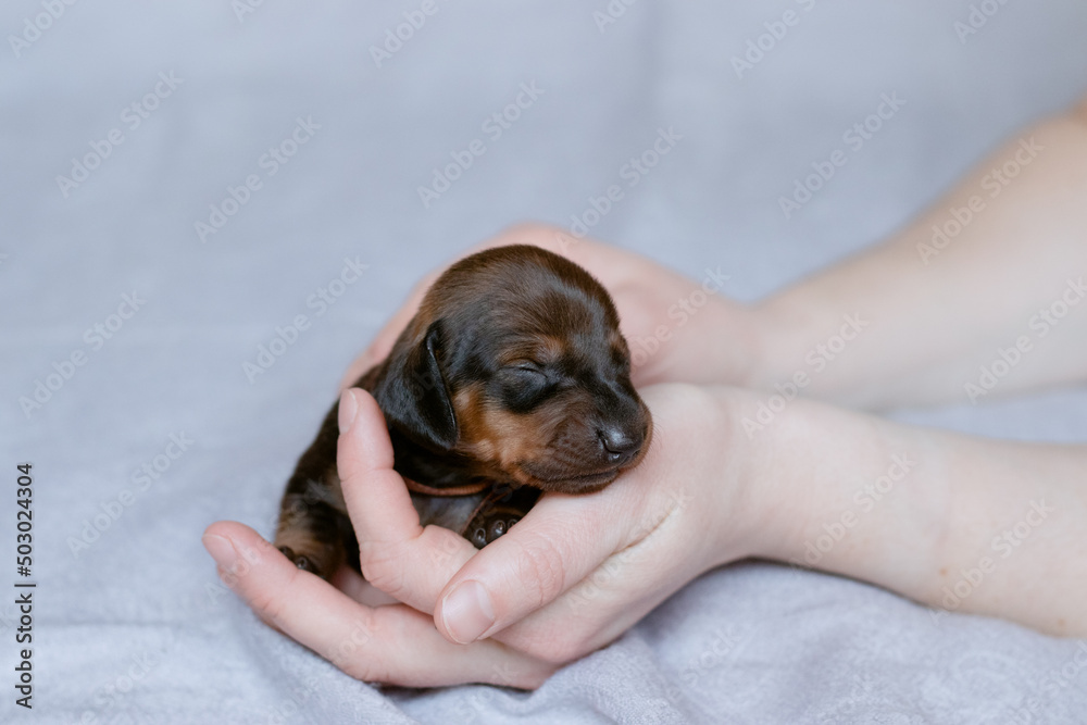A newborn dachshund puppy is held in his hands.